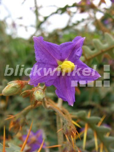 blickwinkel Dorniger Nachtschatten (Solanum pyracanthum), bluehend