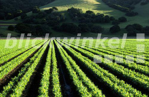 blickwinkel - Erbse, Gartenerbse, Garten-Erbse (Pisum sativum), growing
