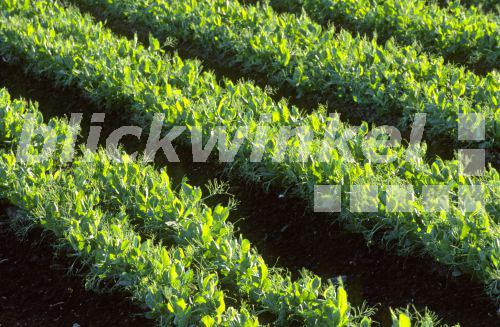 blickwinkel - Erbse, Gartenerbse, Garten-Erbse (Pisum sativum), growing