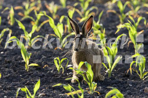 blickwinkel Europaeischer Hase, Europaeischer Feldhase