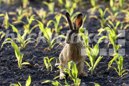blickwinkel Europaeischer Hase, Europaeischer Feldhase