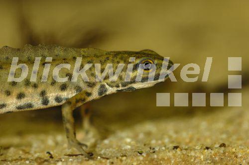 blickwinkel Teichmolch, TeichMolch, Streifenmolch, StreifenMolch