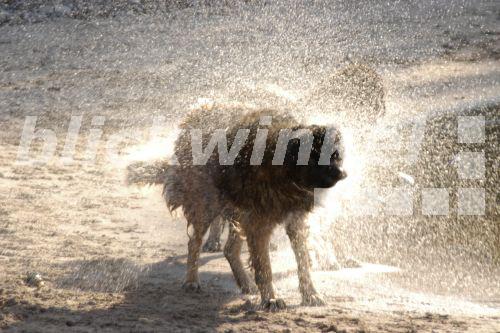 blickwinkel nasser Hund schuettelt sich, Deutschland wet dog