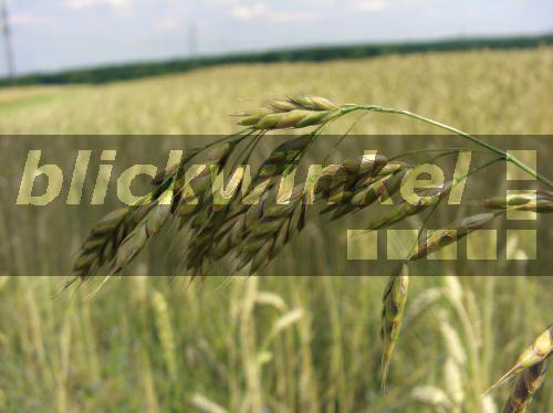 blickwinkel RoggenTrespe, Roggentrespe (Bromus secalinus), Rispe