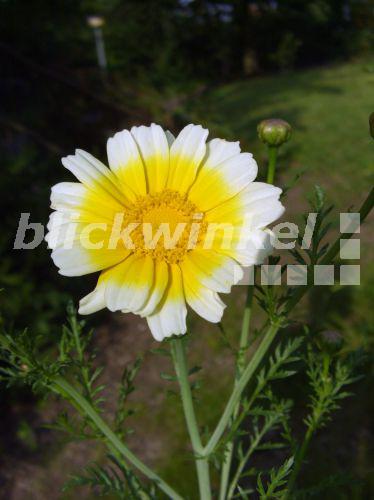 blickwinkel Goldblume, KronenWucherblume, Kronenwucherblume