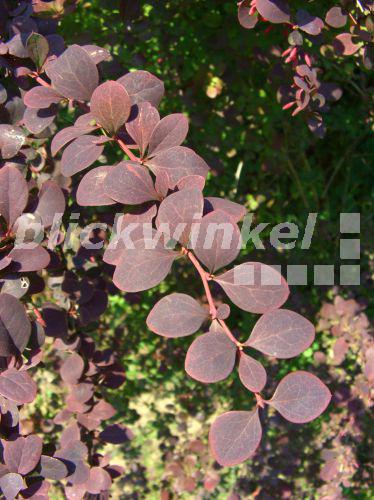 blickwinkel Rote Heckenberberitze, Rote HeckenBerberitze, Thunberg