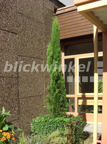 blickwinkel - Echte Zypresse, Italienische Zypresse, Mittelmeerzypresse