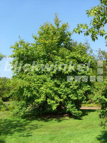 blickwinkel Chinesischer Amberbaum (Liquidambar formosana