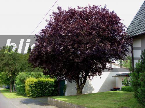 blickwinkel Blutpflaume, BlutPflaume, Kirschpflaume (Prunus
