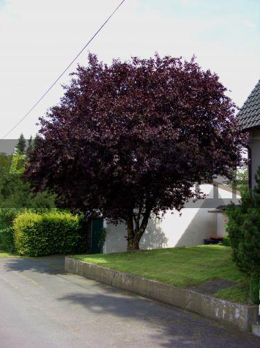 blickwinkel Blutpflaume, BlutPflaume, Kirschpflaume (Prunus