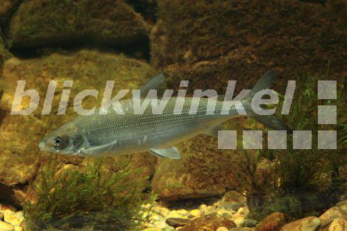 blickwinkel - Renke, Maraene (Coregonus spec.), mit Laichausschlag ...