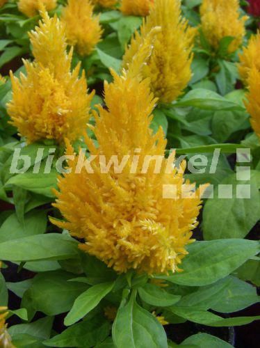 blickwinkel Hahnenkamm, FederbuschCelosie, Federbuschcelosie