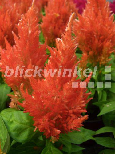 blickwinkel Hahnenkamm, FederbuschCelosie, Federbuschcelosie