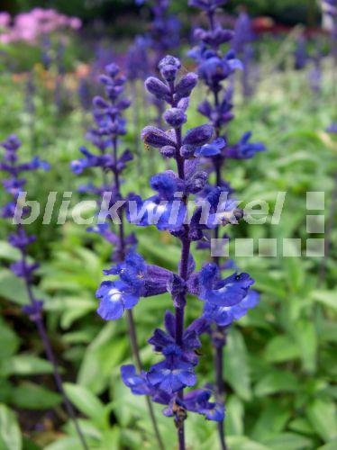 blickwinkel Mehlsalbei, MehlSalbei (Salvia farinacea), Bluetenstand