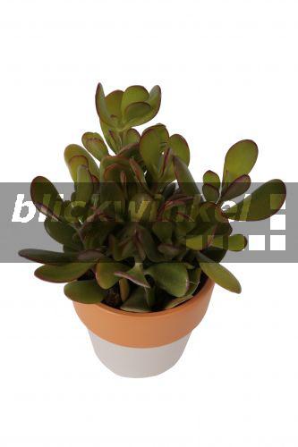 blickwinkel Dickblatt, Geldbaum, Fette Henne (Crassula ovata