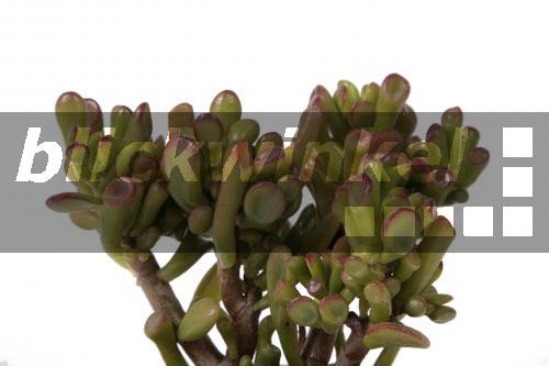 blickwinkel Dickblatt, Geldbaum, Fette Henne (Crassula ovata 'Gollum