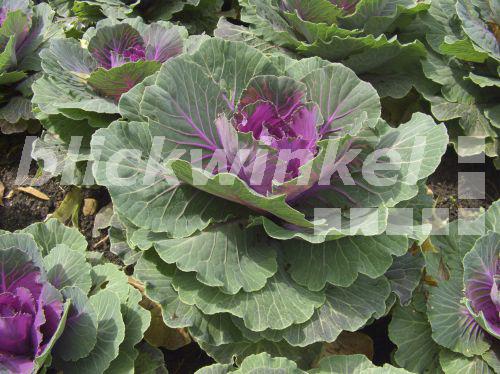 blickwinkel ZierKohl, Zierkohl (Brassica oleracea), als Zierpflanze