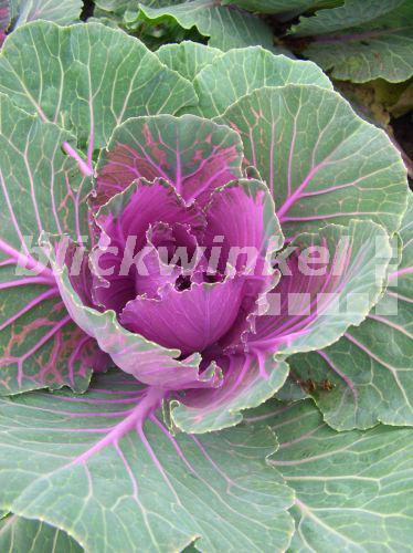 blickwinkel ZierKohl, Zierkohl (Brassica oleracea, Brassica oleracea