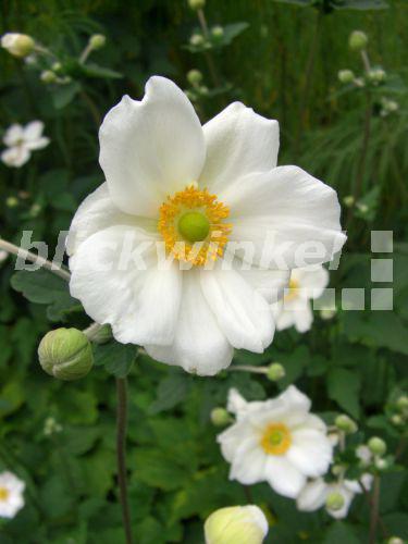 blickwinkel HerbstAnemone, Herbstanemone, Japanisches Windroeschen