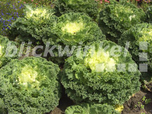 blickwinkel ZierKohl, Zierkohl (Brassica oleracea), als Zierpflanze