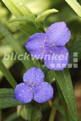 blickwinkel GartenDreimasterblume, Dreimasterblume, DreimasterBlume