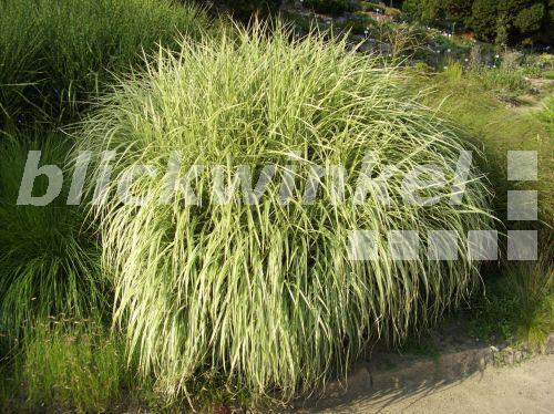 blickwinkel ChinaSchilf, Chinaschilf (Miscanthus sinensis