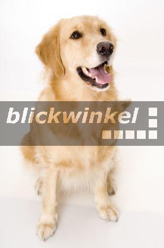 blickwinkel - Golden Retriever (Canis lupus f. familiaris), Hund