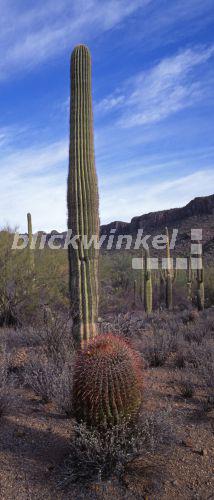 blickwinkel - Saguaro-Kaktus, Saguarokaktus, Riesenkaktus ...