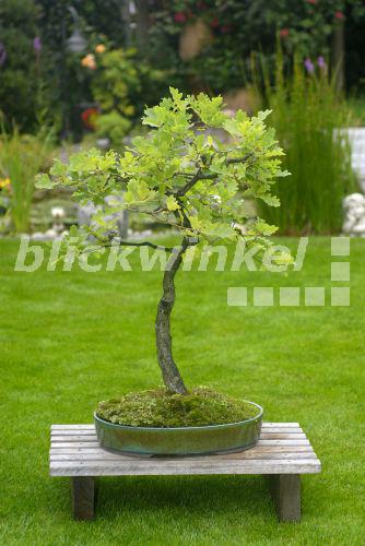 blickwinkel - Stiel-Eiche, Stieleiche (Quercus robur), Bonsai-Eiche