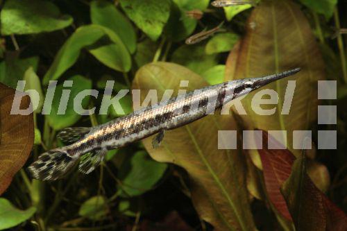 54+ Gefleckter Knochenhecht Teich, Die fische brauchen