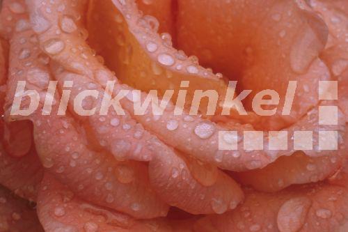 Zier-Rose, Zierrose (Rosa spec.), Bluete mit Regentropfen<BR>ornamental rose (Rosa spec.), flower with raindrops - I. Weber Zier-Rose, Zierrose (Rosa spec.), Bluete mit Regentropfen<BR>ornamental rose (Rosa spec.), flower with raindrops - I. Weber
