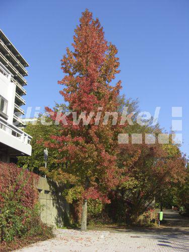 blickwinkel Amerikanischer Amberbaum, Storaxbaum, StoraxBaum