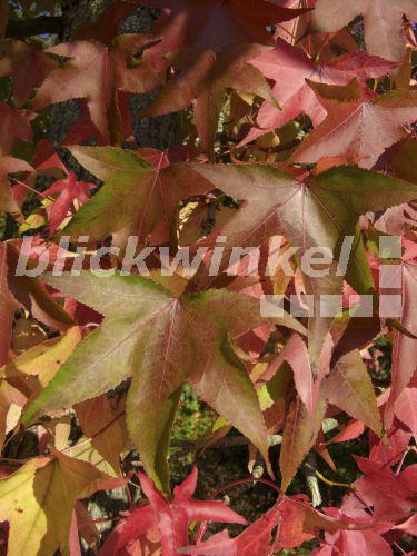 blickwinkel Amerikanischer Amberbaum, Storaxbaum, StoraxBaum