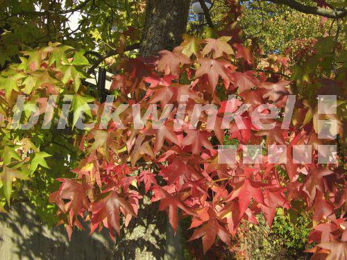 blickwinkel Amerikanischer Amberbaum, Storaxbaum, StoraxBaum