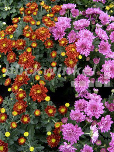blickwinkel GartenChrysantheme, HerbstChrysantheme, WinterAster