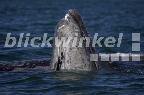 blickwinkel - Grauwal, Grau-Wal (Eschrichtius robustus, Eschrichtius