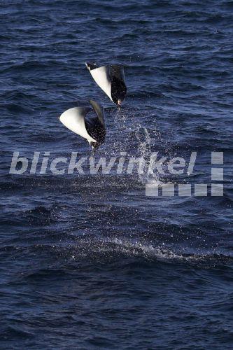 blickwinkel - Manta, Mantarochen, Riesenmanta, Grosser ... atlantic devil ray diagram 