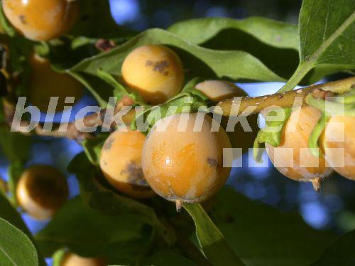 blickwinkel - Lotuspflaume (Diospyros lotus), Fruechte ... blickwinkel - Lotuspflaume (Diospyros lotus), Fruechte ...