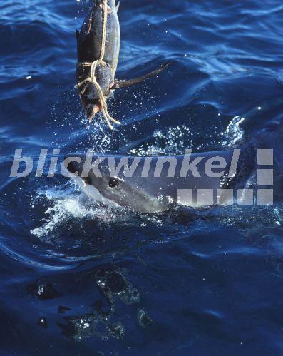 blickwinkel Weisshai, Weisser Hai, Menschenhai (Carcharodon