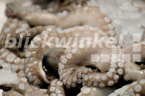 Blickwinkel Gemeiner Krake Gemeiner Octopus Polyp Octopus Vulgaris 