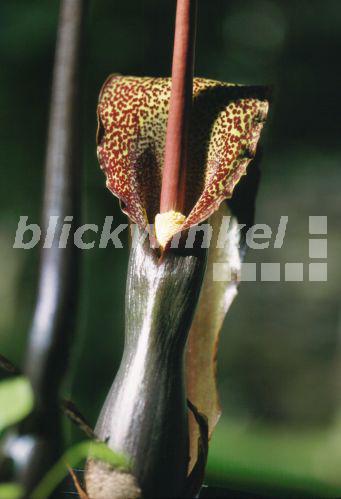 blickwinkel Eidechsenwurz, EidechsenWurz (Sauromatum venosum