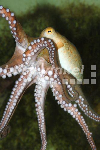 Blickwinkel Gemeiner Krake Gemeiner Octopus Polyp Octopus Vulgaris 