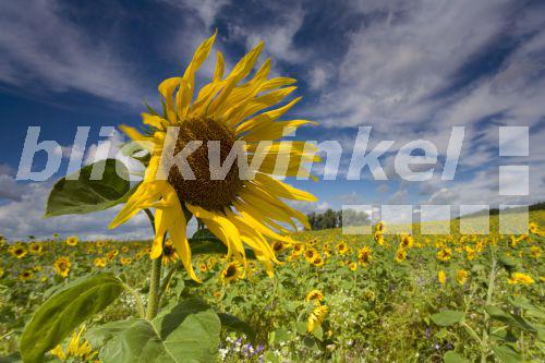 blickwinkel - Sonnenblume, Sonnen-Blume (Helianthus annuus ...