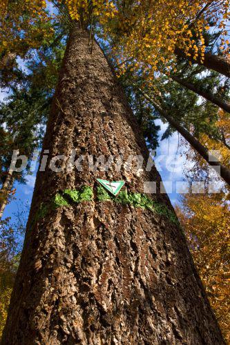 blickwinkel - Douglasie, Douglastanne, Douglas-Tanne, Douglasfichte ...