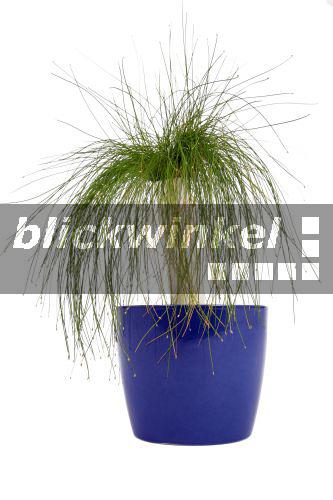 blickwinkel Simse, Frauenhaar, Frauenhaargras, FrauenhaarGras