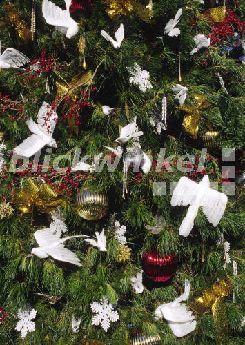Blickwinkel Traditioneller Hawaiianischer Weihnachtsbaum Hawaii