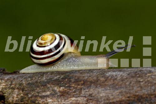 blickwinkel GartenSchnirkelschnecke, Gartenschnirkelschnecke, Garten
