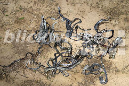 Blickwinkel Tote Schlangen Auf Einer Strasse Aufgesammelt Griechenland Peloponnes Patras Roadkills Snakes Greece Peloponnese Patras B Trapp