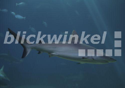 blickwinkel Grauer Riffhai (Carcharhinus amblyrhynchos, Carcharhinus