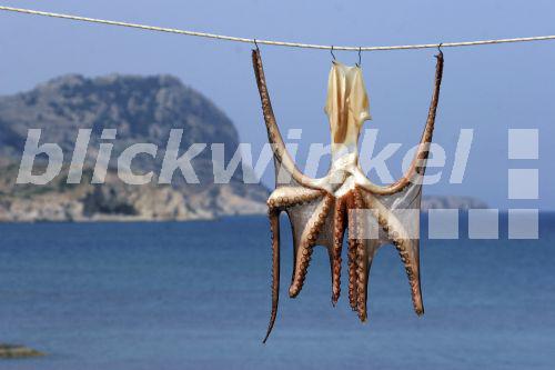 Blickwinkel Gemeiner Krake Gemeiner Octopus Polyp Octopus Vulgaris 
